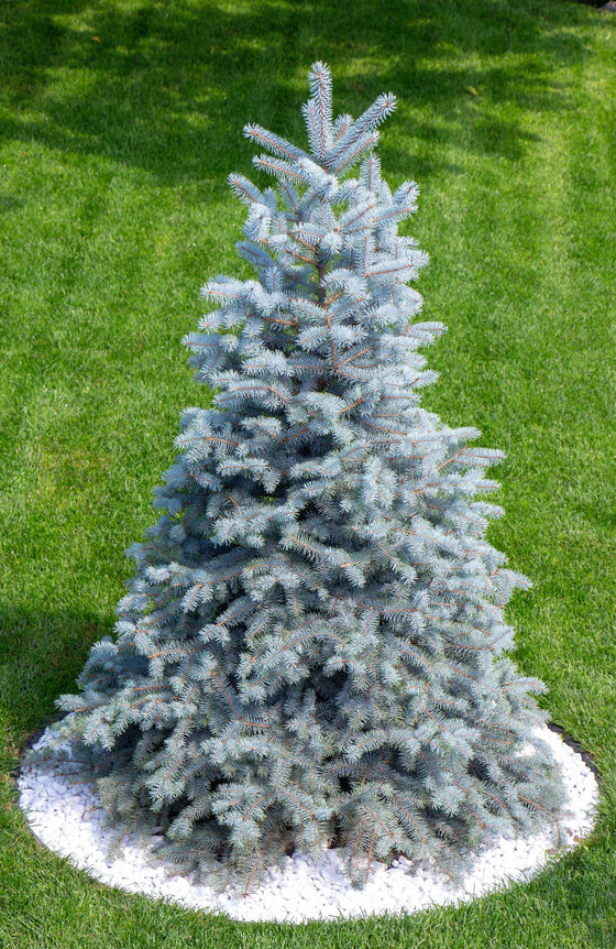 50 semillas de abeto azul de Colorado, árbol de Navidad, abeto blanco plateado, abeto perenne.