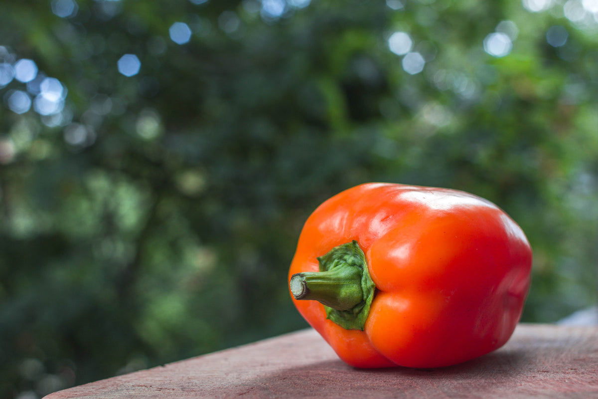 50 semillas de pimiento morrón ORANGE Sun Sweet Capsicum