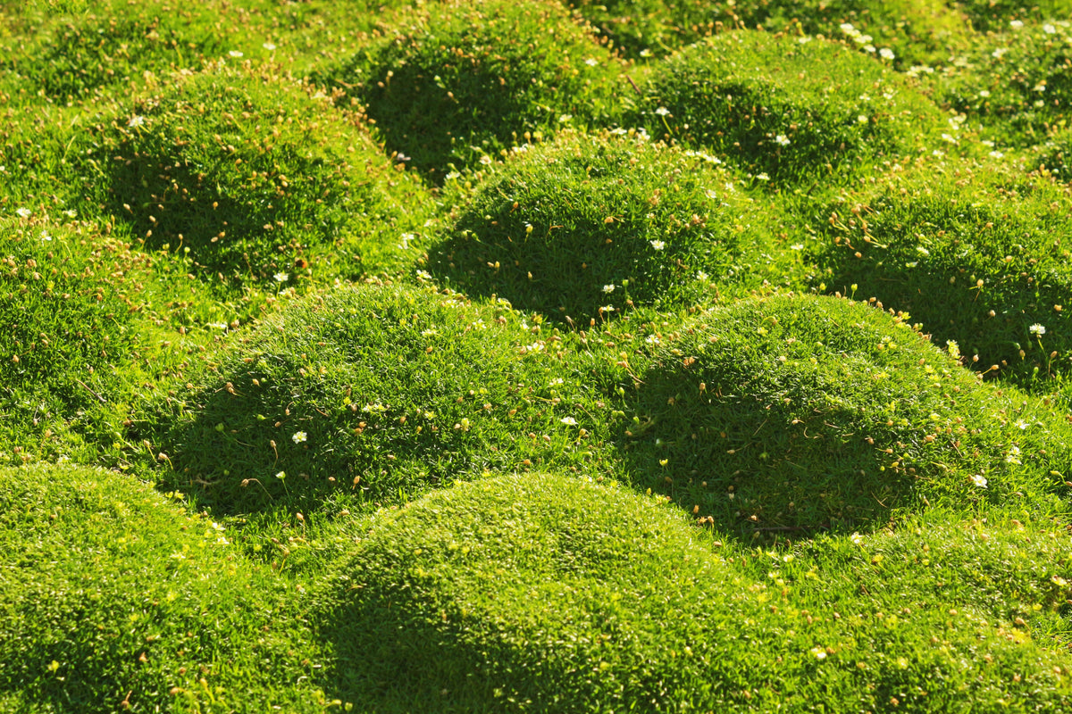 50 semillas de musgo irlandés, brezo, sagina subulata, flores blancas