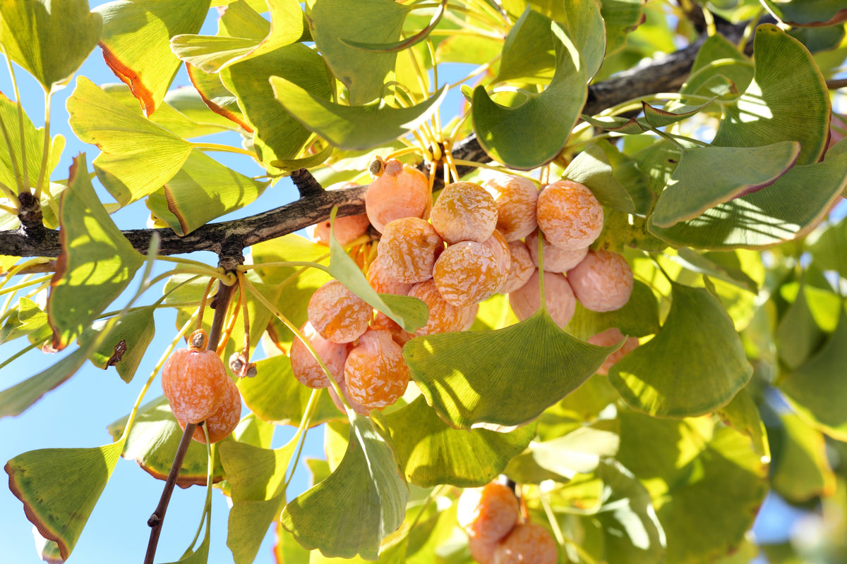 10 semillas de GINKGO BILOBA, árbol de culantrillo, amarillo, naranja otoñal, "fruta"