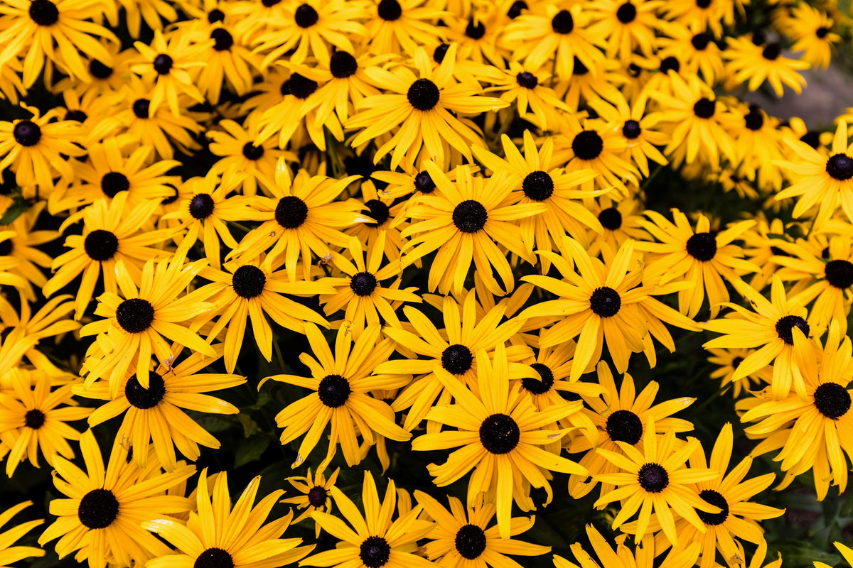 2000 BLACK EYED SUSAN Rudbeckia Hirta Semillas de flores nativas de reliquia amarilla