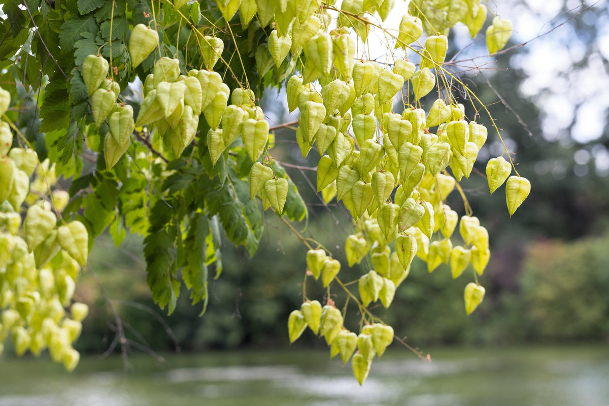 10 semillas de flores amarillas del árbol de la lluvia dorada Koelreuteria paniculata