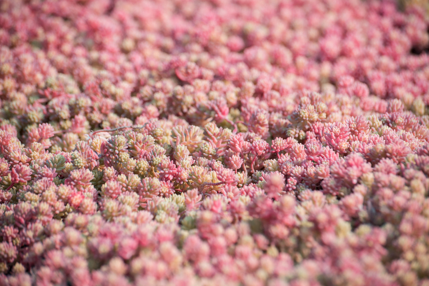 25 semillas de flores cubresuelo de SEDUM HISPANICUM