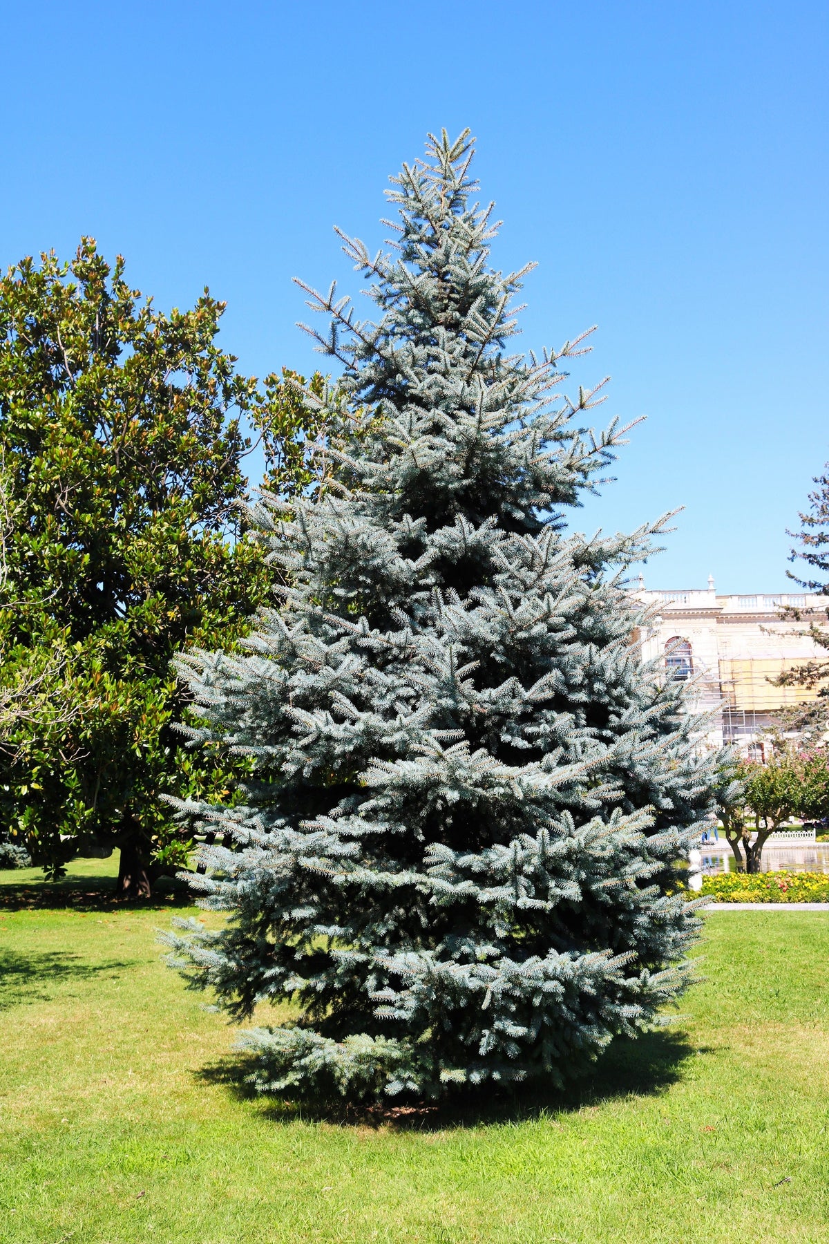 50 semillas de abeto azul de Colorado, árbol de Navidad, abeto blanco plateado, abeto perenne.