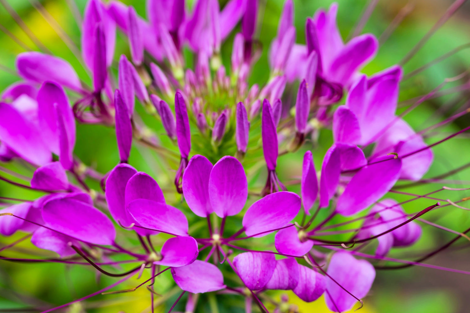 200 semillas de flor de araña púrpura de Cleome Spinosa, Hassleriana, reina violeta