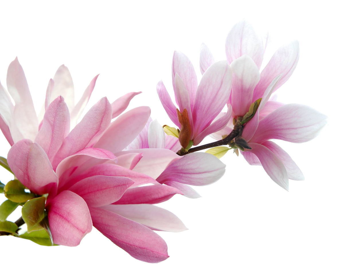 5 semillas de tulipán de flor rosa y blanca de 5 a 10 pulgadas (magnolia de platillo x Soulangeana Denudata y Liliiflora)