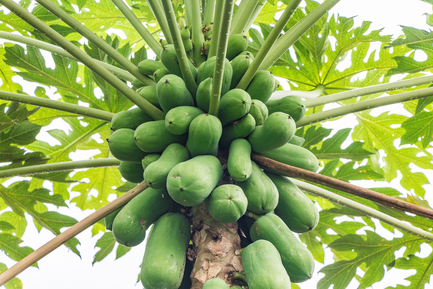 30 semillas de melón papaya árbol frutal Carica papaya