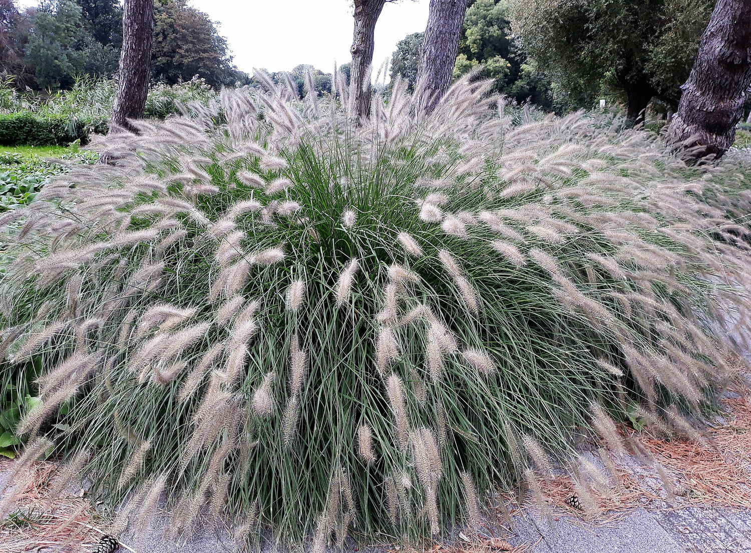 25 semillas de hierba de fuente enana Pennisetum Alopecuroides, ornamental resistente, pluma blanca