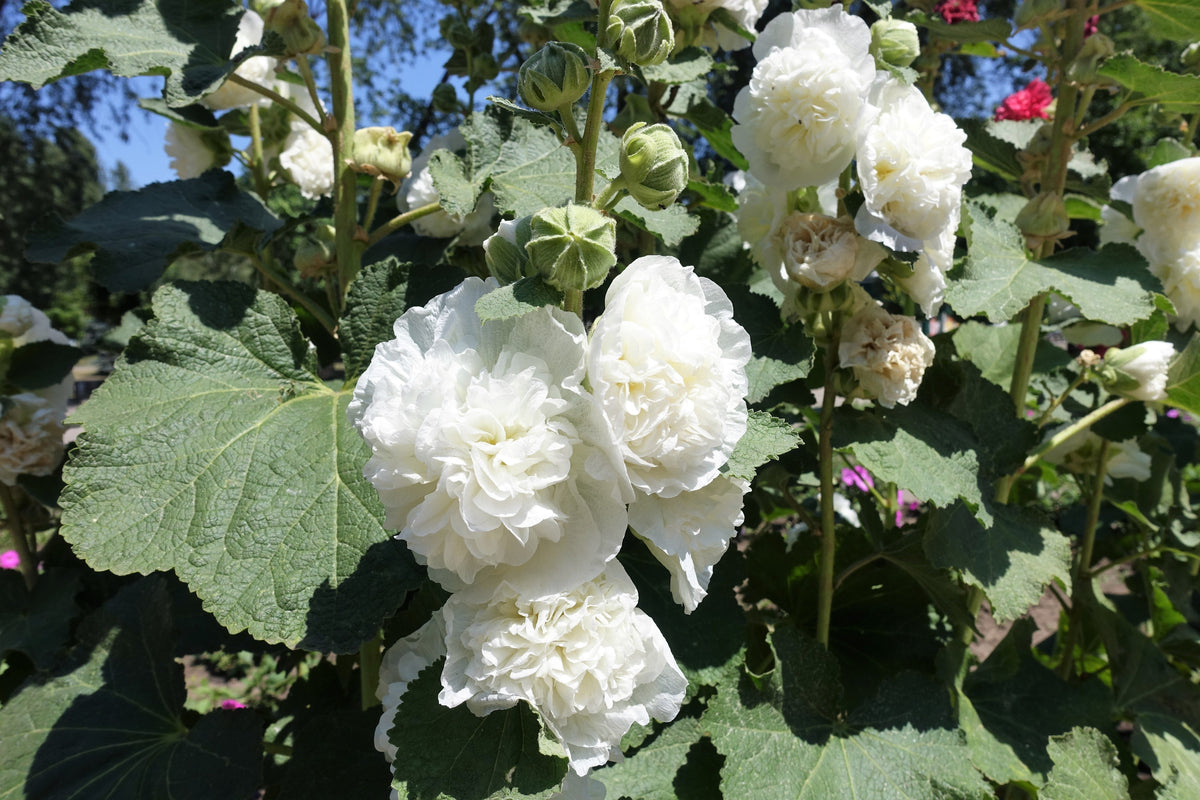 50 SUMMER CARNIVAL HOLLYHOCK Double Mixed Colors Red Pink White Yellow Peach Alcea Rosea Flower Seeds