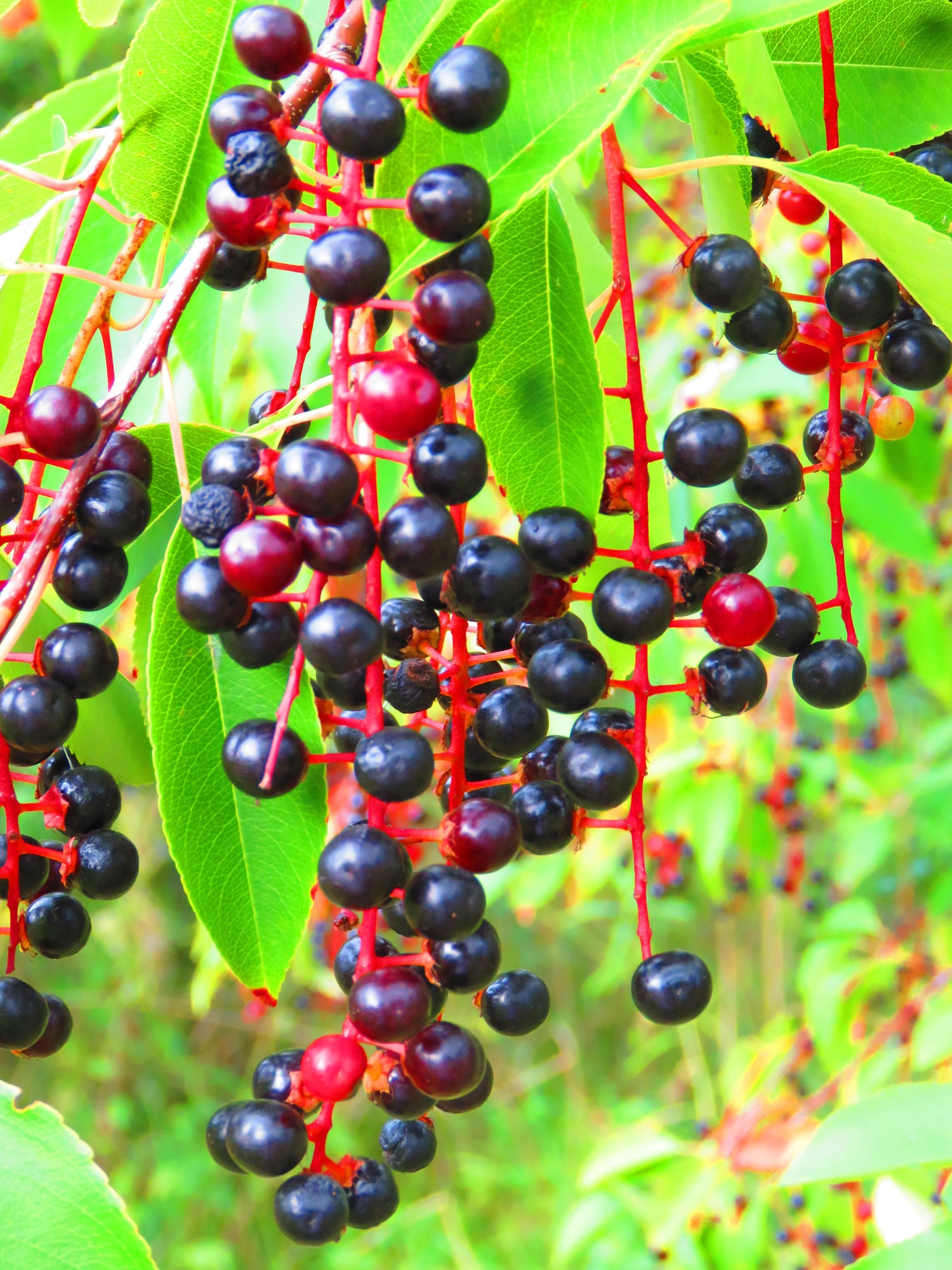 30 semillas de cerezo negro, Prunus serotina, flores blancas fragantes