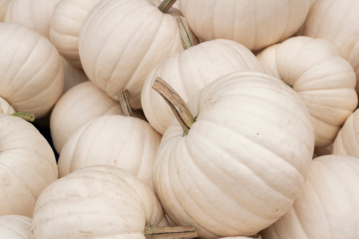 5 WHITE CASPER PUMPKIN White Skin Orange Flesh Cucurbita Maxima Vegetable Seeds