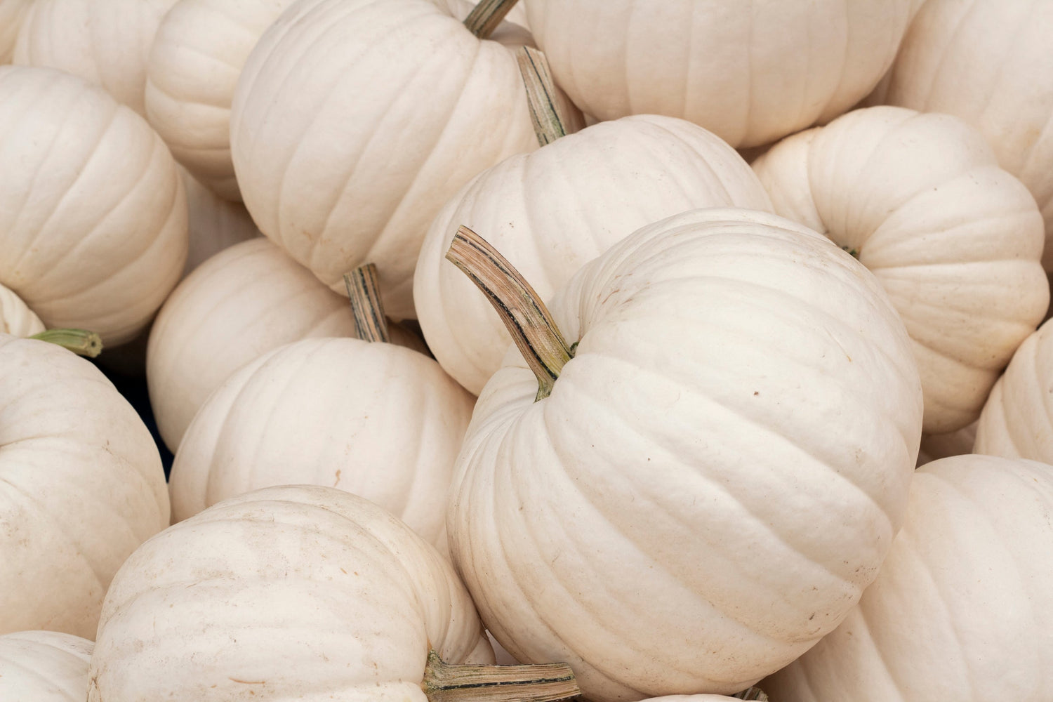 5 semillas de calabaza casper blanca de piel blanca y pulpa anaranjada Cucurbita Maxima