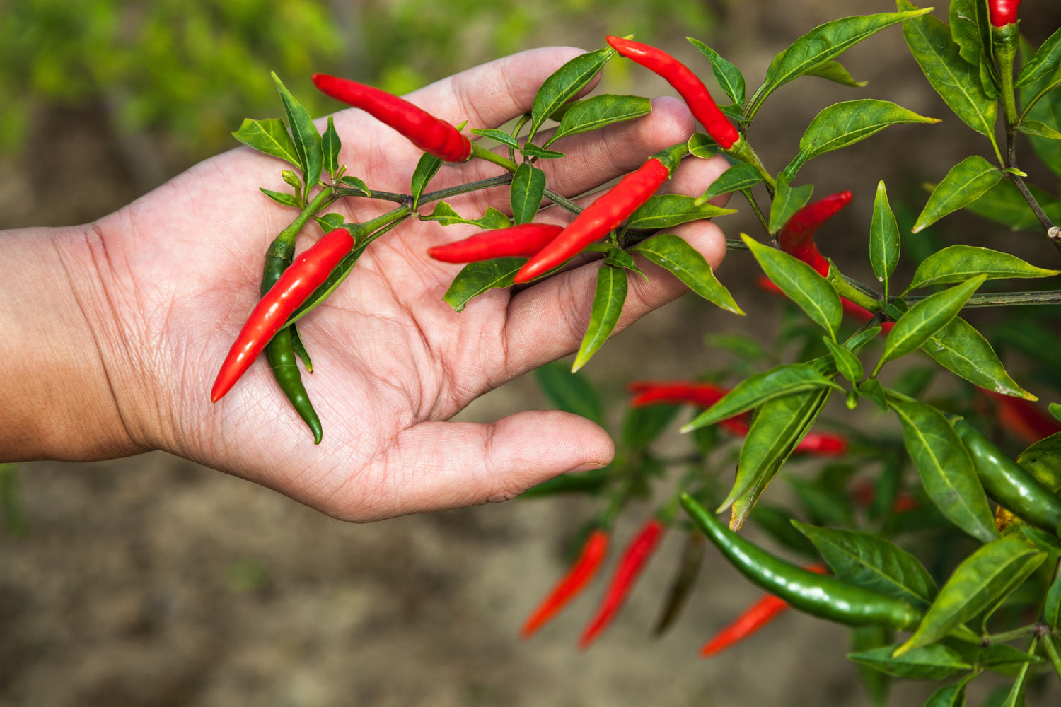 300 semillas de pimiento rojo largo de Cayena Capsicum Annuum