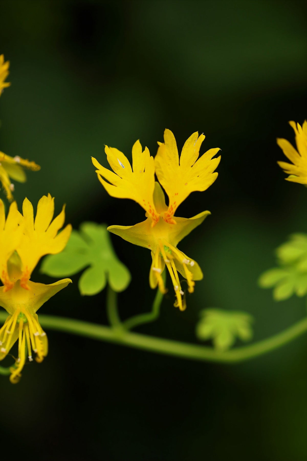 10 semillas de capuchina amarilla de la enredadera Tropaeolum peregrinum