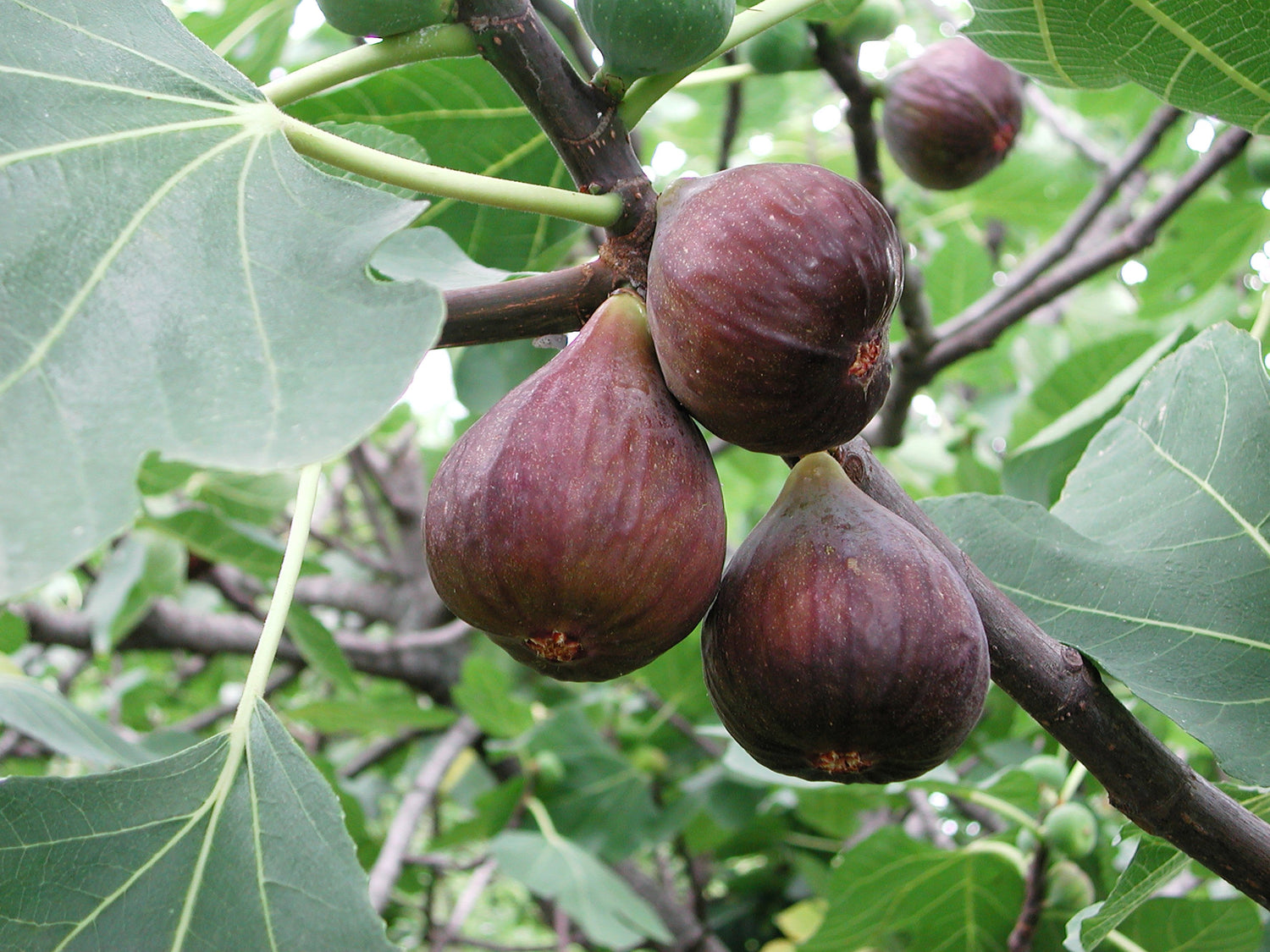 30 Semillas de higuera comestible común Ficus Carica, fruta de piel marrón púrpura y pulpa rosada