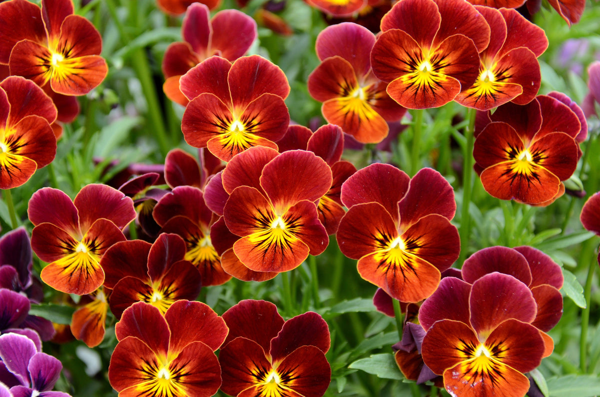 50 semillas de flores de pensamiento rojo y amarillo violeta Viola Wittrockiana