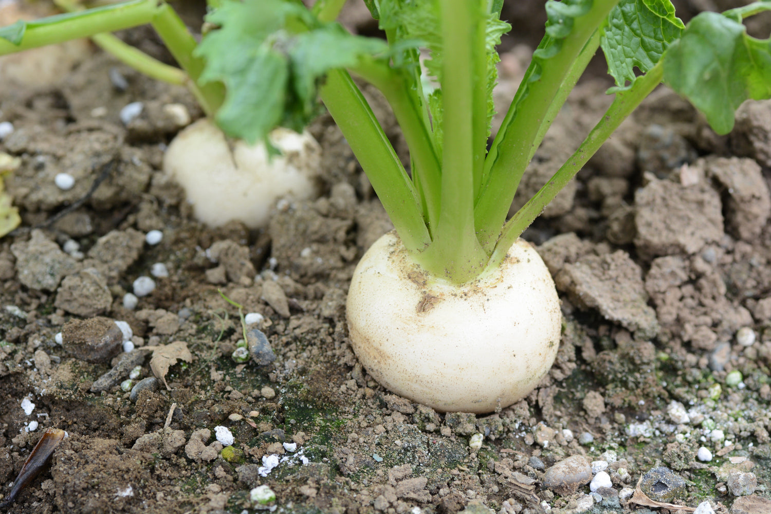 300 semillas de nabo blanco (Brassica rapa)