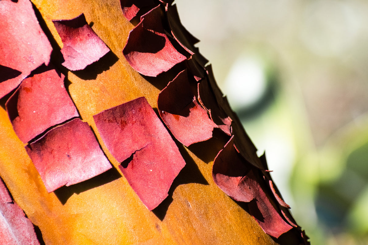 10 semillas de madroño del Pacífico, gayuba, arbutus menziesii rojo, laurel de Oregón