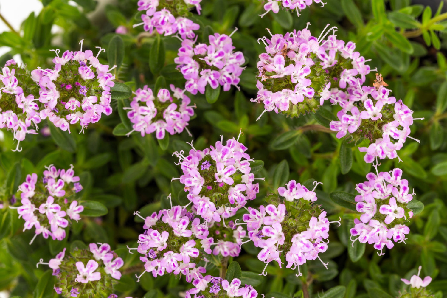 3000 semillas de flor morada de Satureja Hortensis
