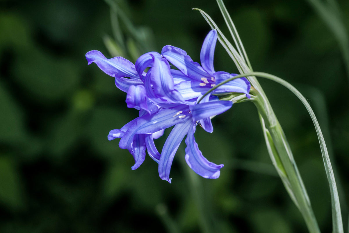 10 semillas de flores de lirio azul siberiano, montaña Ixia Altai Ixiolirion Tataricum