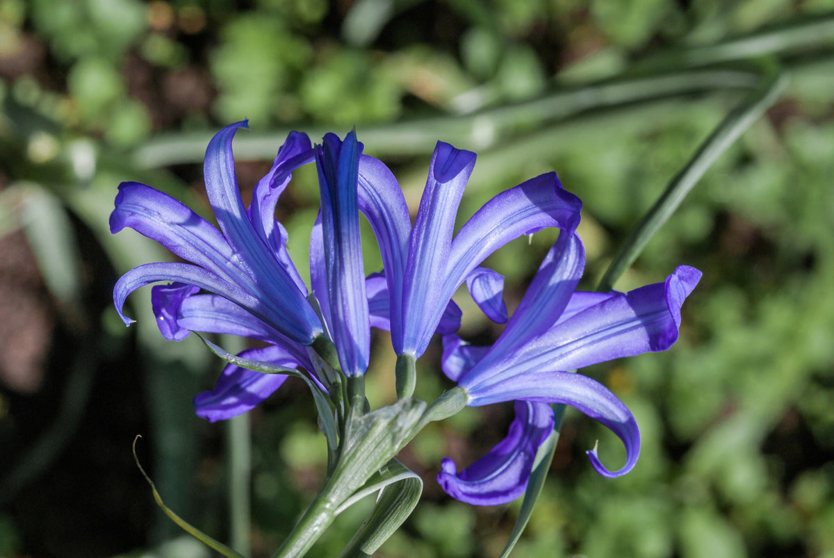10 semillas de flores de lirio azul siberiano, montaña Ixia Altai Ixiolirion Tataricum