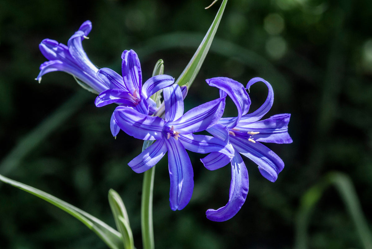10 semillas de flores de lirio azul siberiano, montaña Ixia Altai Ixiolirion Tataricum