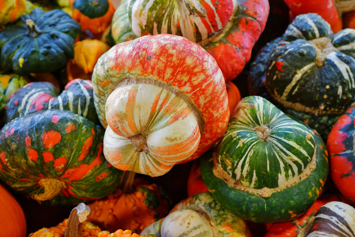 10 semillas de calabaza turbante americana Cucurbita Maxima