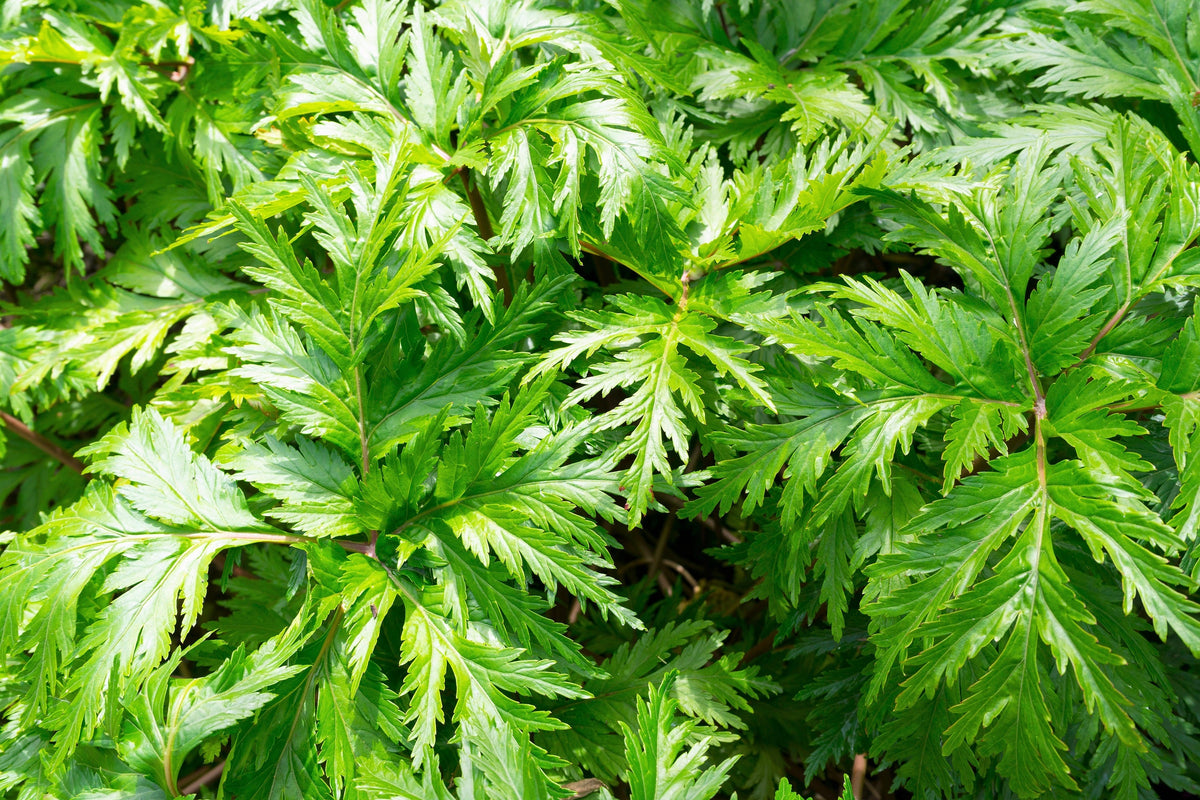 50 NEGRO COHOSH Bugbane Actaea Racemosa Cimicifuga Bugbane Snakeroot Nativo Blanco Sombra Flor Hierba Semillas