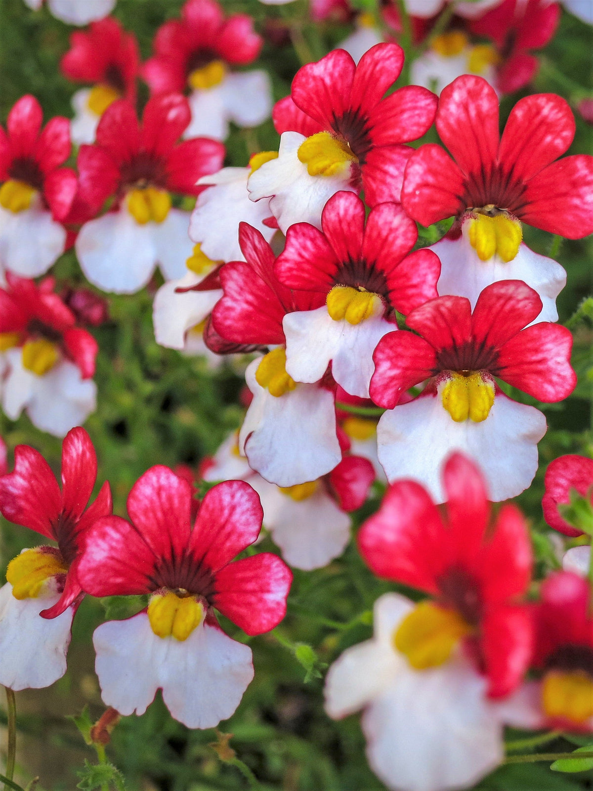 50 semillas de flores bicolores fragantes de NEMESIA Strumosa, bandera danesa, rojas y blancas