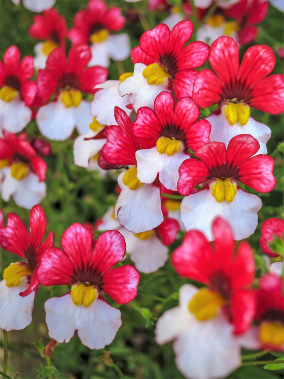 50 semillas de flores bicolores fragantes de NEMESIA Strumosa, bandera danesa, rojas y blancas