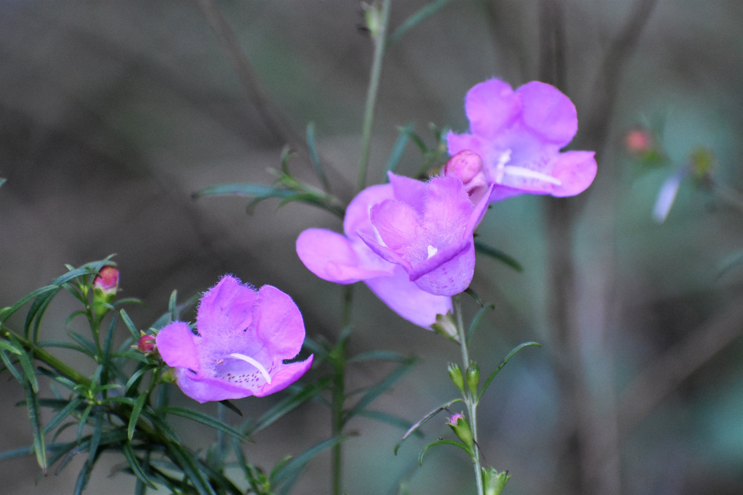 100 semillas de flores de rosa dedalera morada falsa Gerardia Wetland Agalinis Purpurea