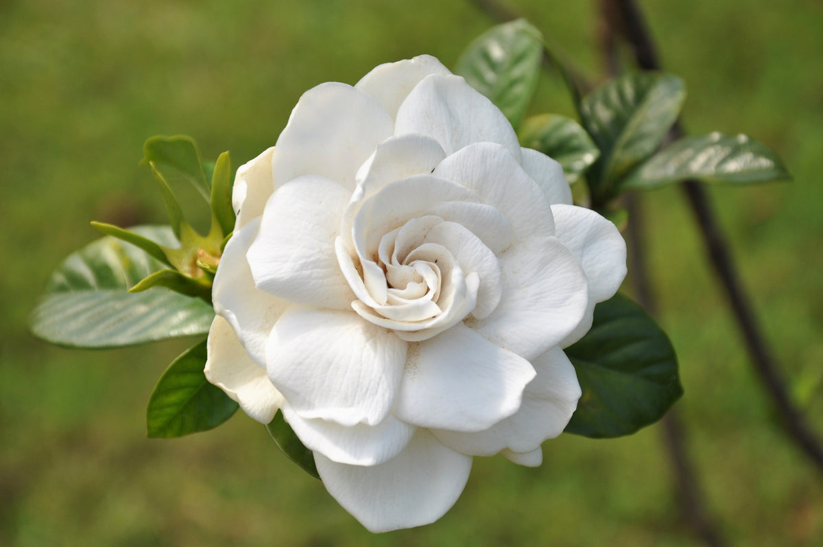 50 semillas de flores de GARDENIA Jasminoides / JAZMÍN DEL CABO, arbusto blanco fragante, planta de interior