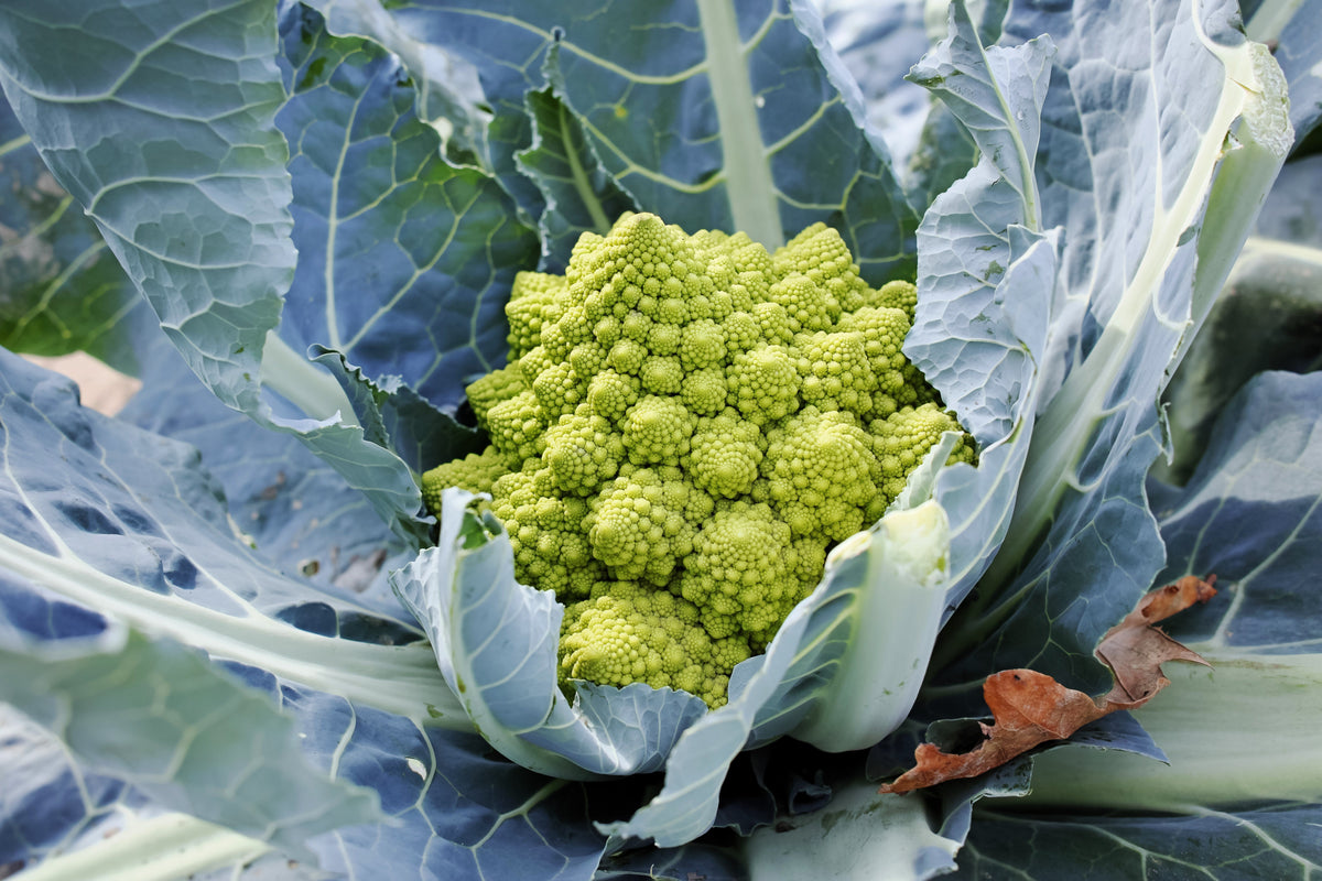 500 BRÓCOLI ROMANO Brócoli Coliflor Romana Brócoli Pirámide Brassica Oleracea Semillas de Hortalizas