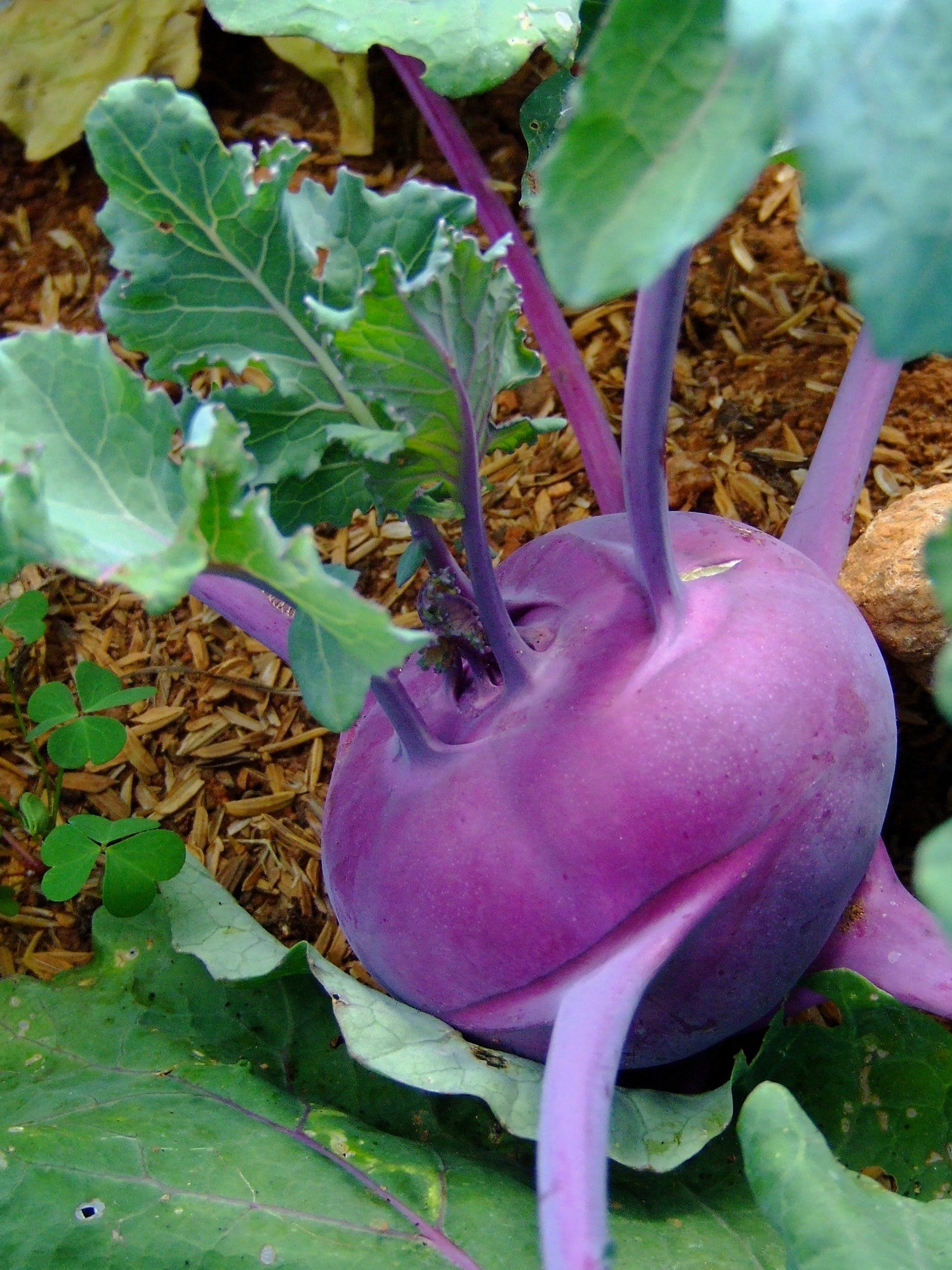 2000 COLINABO VIENA MORADO Brassica Oleracea Gongylodes Semillas de hortalizas