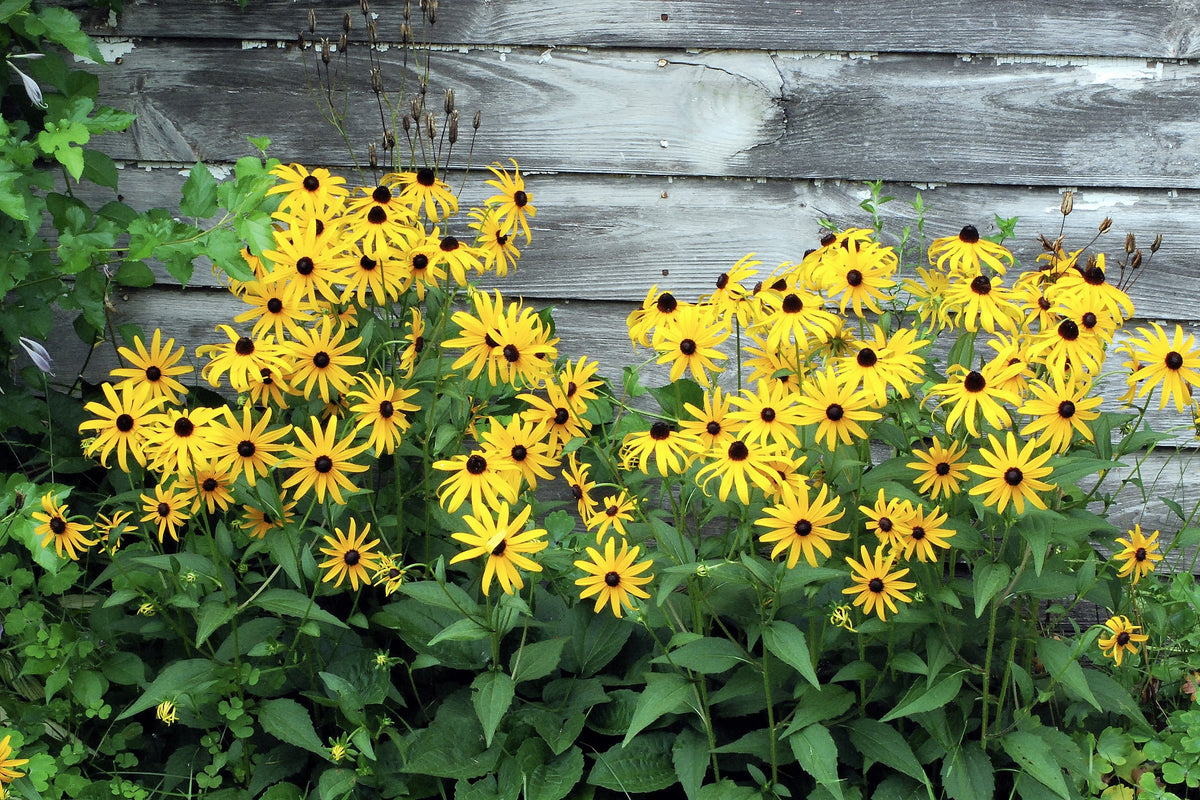 2000 BLACK EYED SUSAN Rudbeckia Hirta Semillas de flores nativas de reliquia amarilla