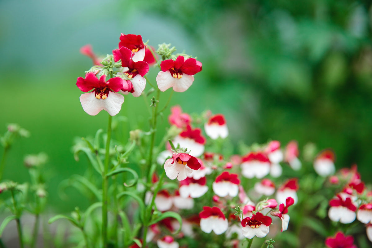 50 semillas de flores bicolores fragantes de NEMESIA Strumosa, bandera danesa, rojas y blancas