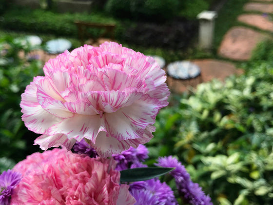 50 semillas de clavel PICOTEE MIX Dianthus caryophyllus, flores de rayas bicolores dobles