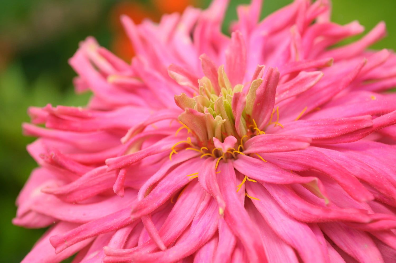 300 semillas de flores de zinnia elegans con flores de cactus Burpeeana Giant Mix