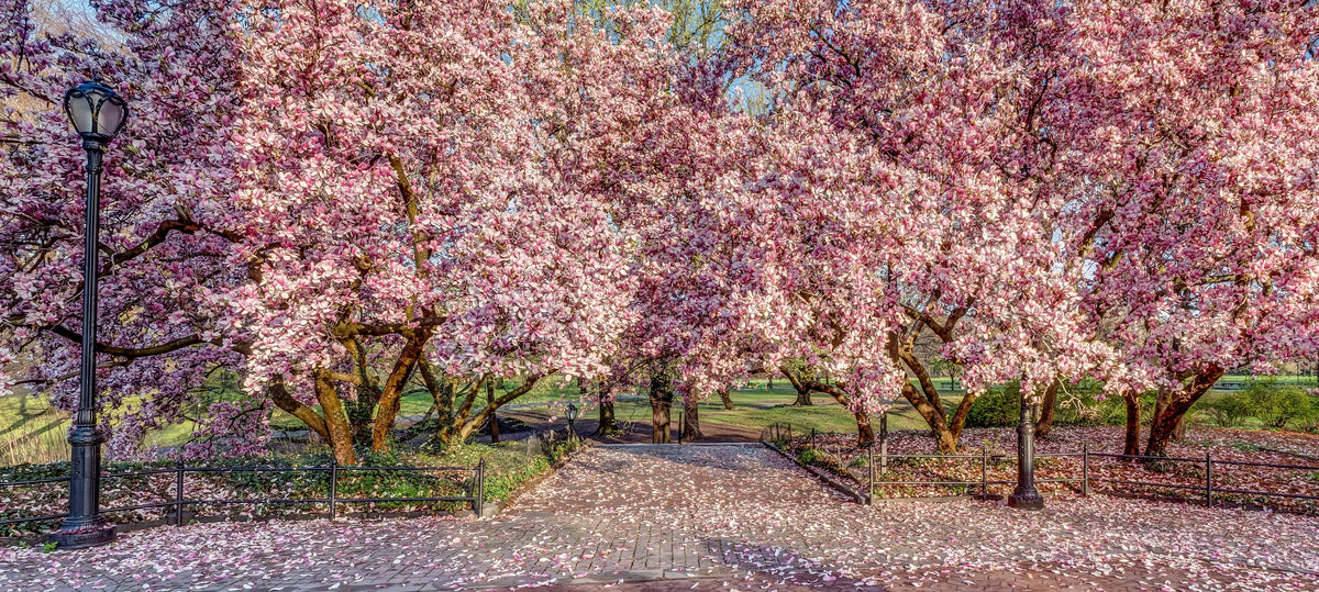 5 semillas de tulipán de flor rosa y blanca de 5 a 10 pulgadas (magnolia de platillo x Soulangeana Denudata y Liliiflora)