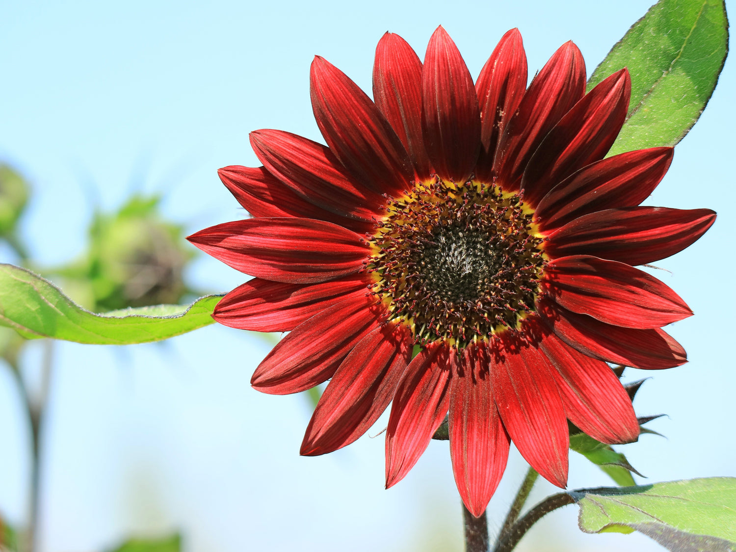 25 semillas de flores de girasol Helianthus annuus de terciopelo rojo