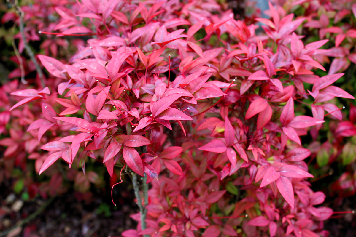 50 semillas de BAMBÚ CELESTIAL, Nandina Domestica Sagrada, arbusto de sombra rosa y rojo