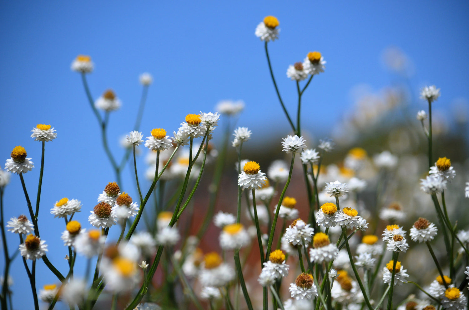 250 semillas de flor de Ammobium Alatum de alas blancas