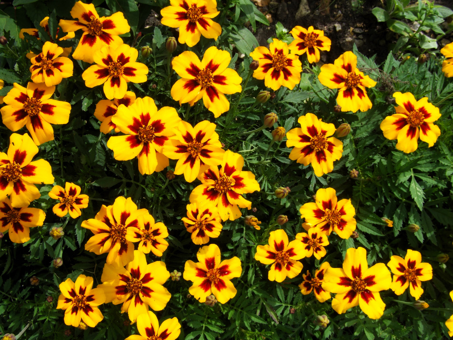 400 delicadas semillas de flores rojas y amarillas de Tagetes Patula (Marietta)