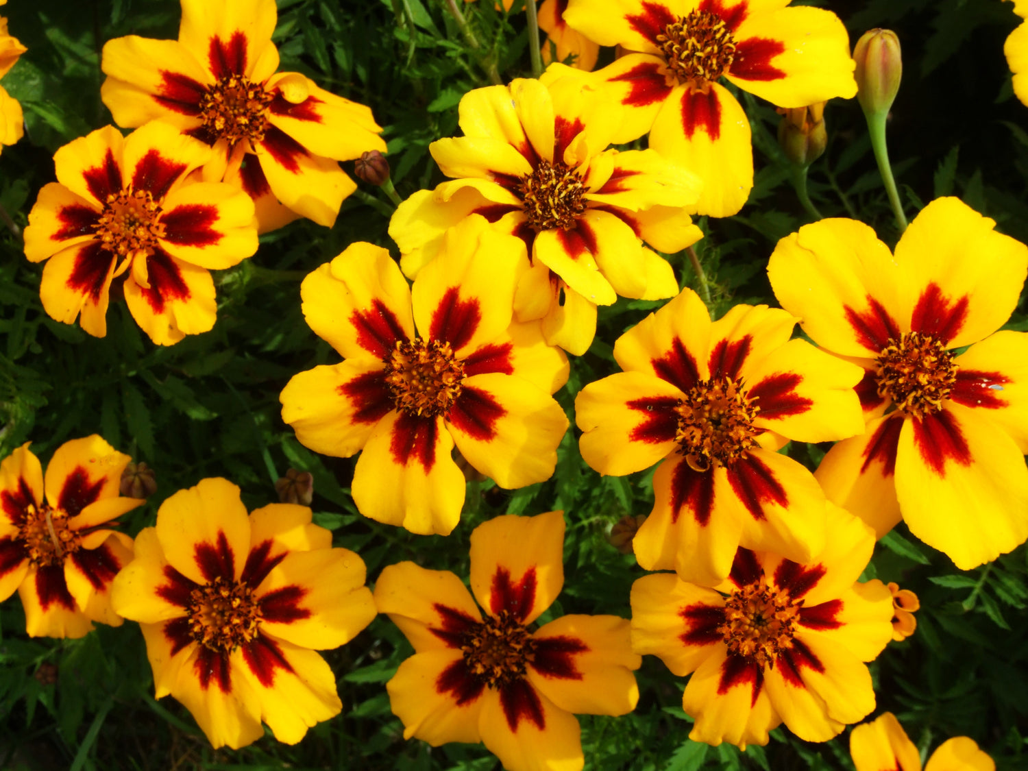 400 delicadas semillas de flores rojas y amarillas de Tagetes Patula (Marietta)