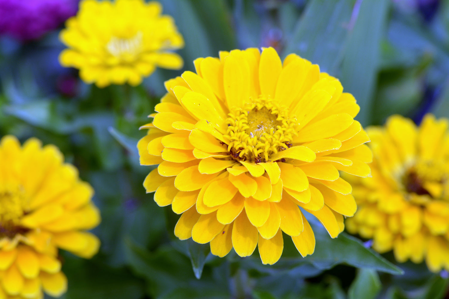 250 semillas de flores de ZINNIA Elegans amarillas