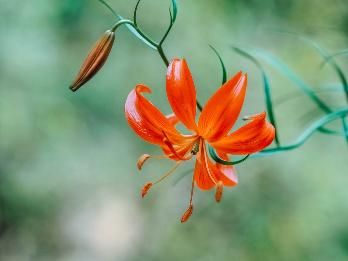 10 semillas de lirio coral (Lilium pumilum, capuchón turco siberiano), flor fragante de color rojo coral