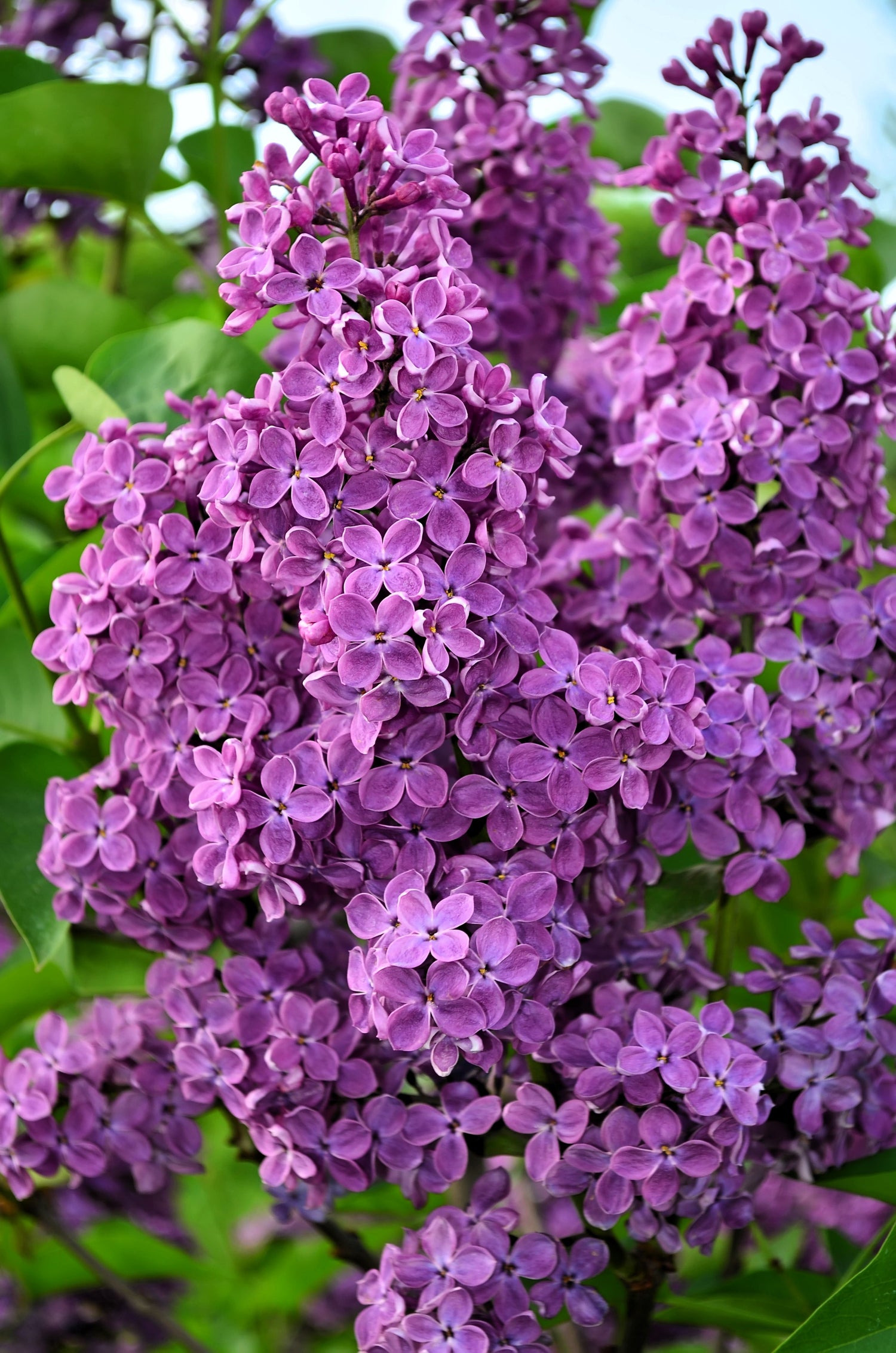 25 semillas de arbusto de flores Syringa vulgaris, lila francesa/antigua