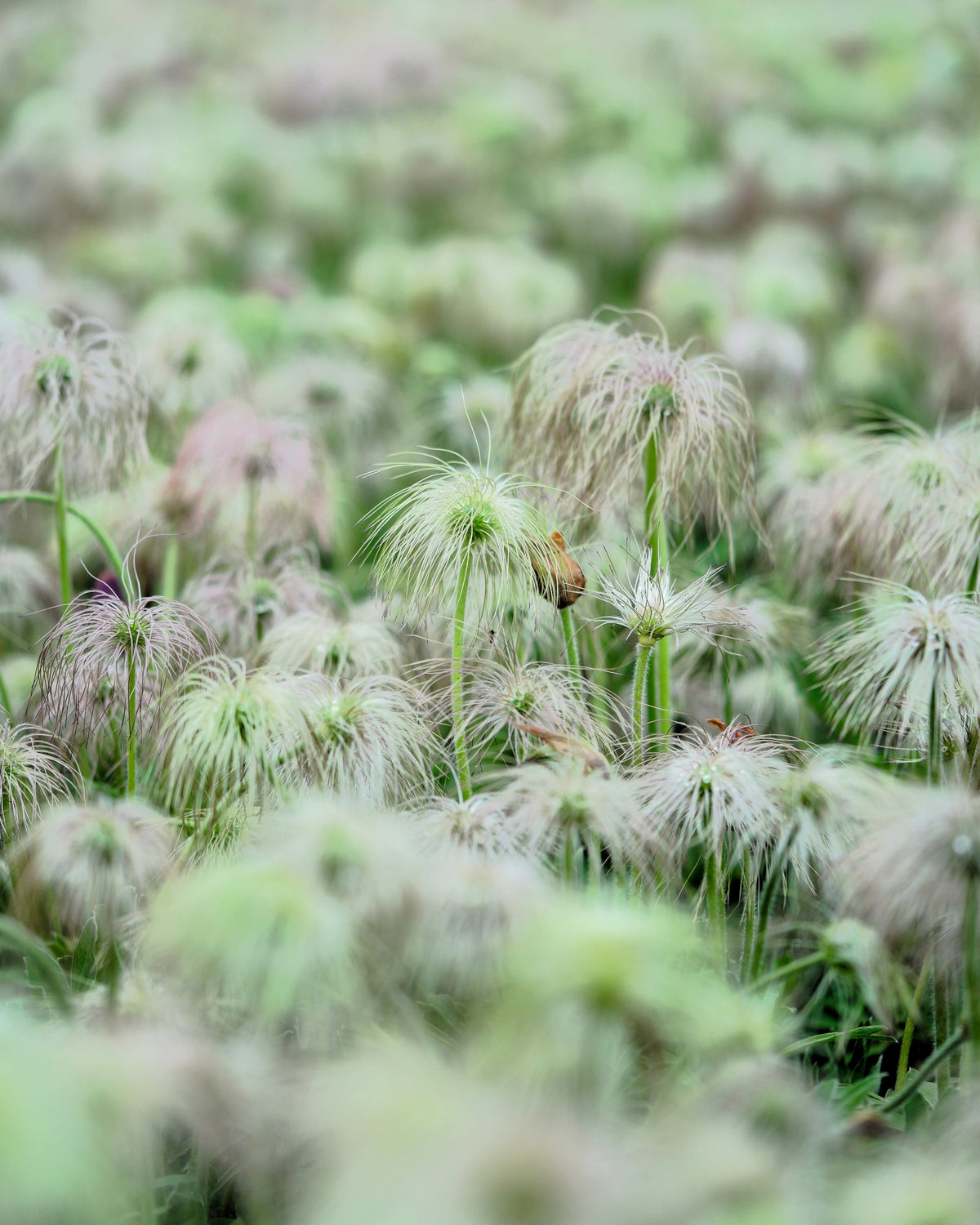 50 semillas de anémona Pulsatilla Chinensis / Flor de PASQUE púrpura china