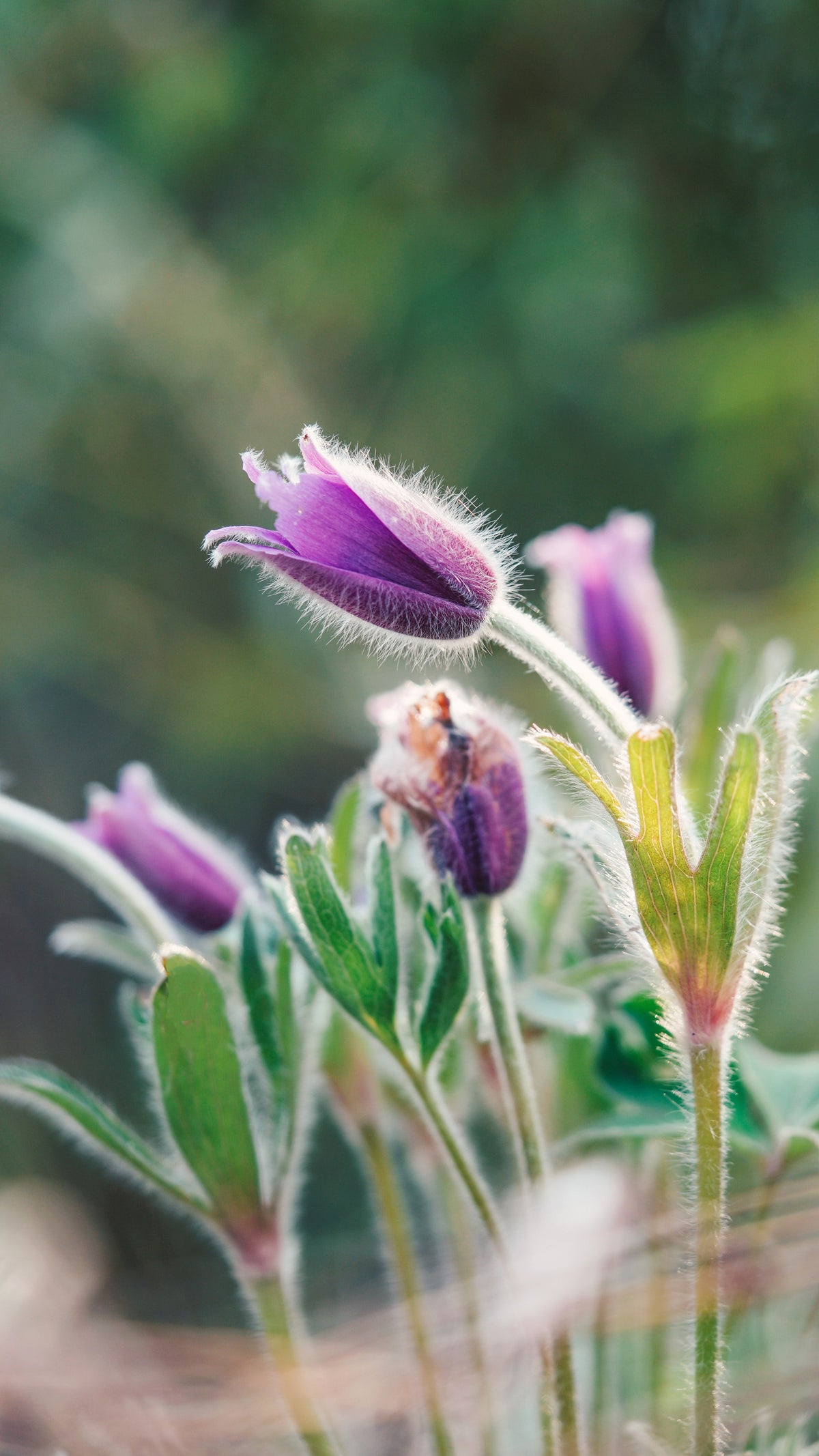 50 semillas de anémona Pulsatilla Chinensis / Flor de PASQUE púrpura china