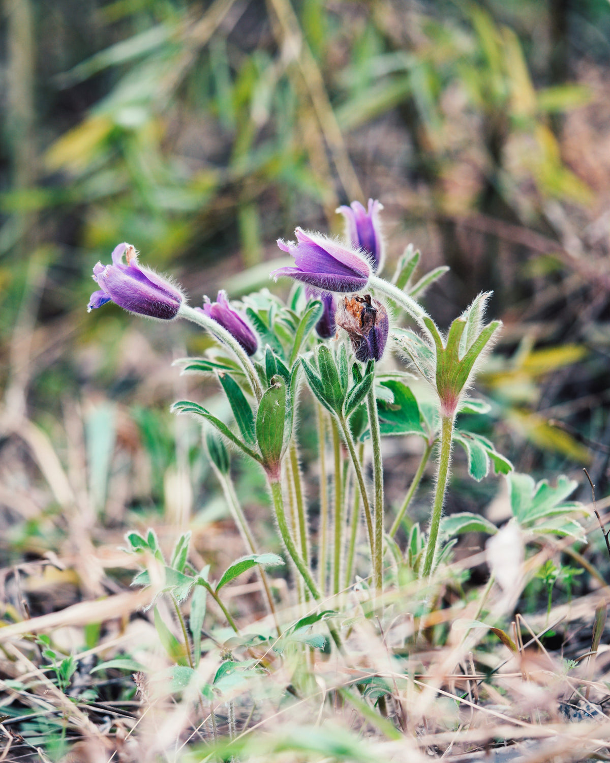 50 semillas de anémona Pulsatilla Chinensis / Flor de PASQUE púrpura china